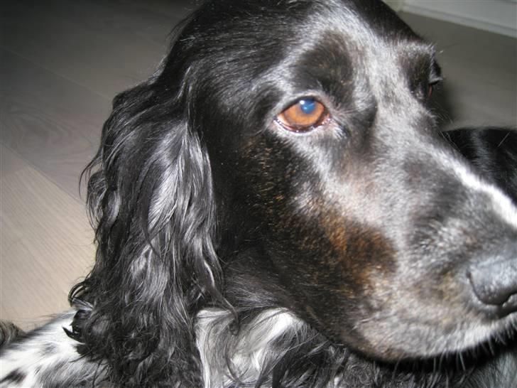 Cocker spaniel Buller [ himmel hund ] <3 - Er jeg ikke sød ? <3 billede 9