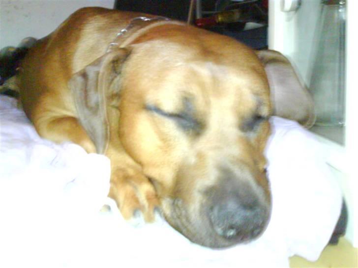 Amerikansk staffordshire terrier Django - do not disturb... billede 1