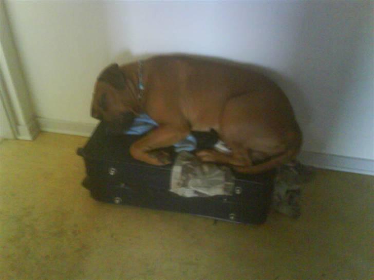 Amerikansk staffordshire terrier Django - der er pakket og jeg er klar billede 2