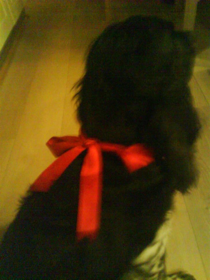 Cocker spaniel Buller [ himmel hund ] <3 - Ja Caroline sys jeg skulle være fin juleaften, synes selv jeg var en rigtig charmetrold. billede 10