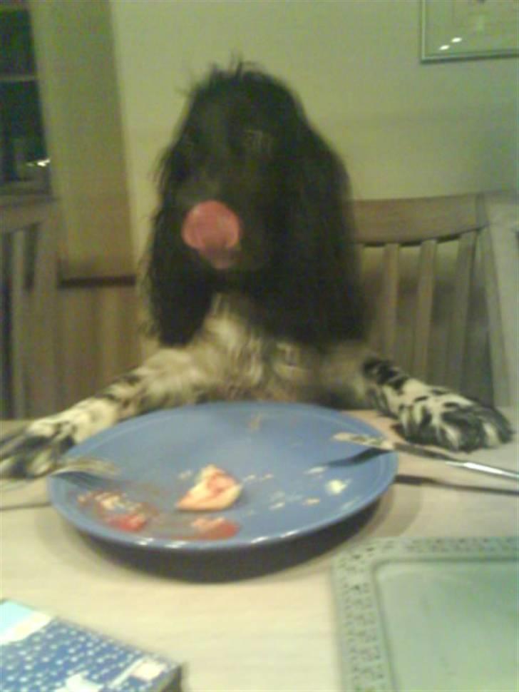 Cocker spaniel Buller [ himmel hund ] <3 - Rester, mums :b billede 11