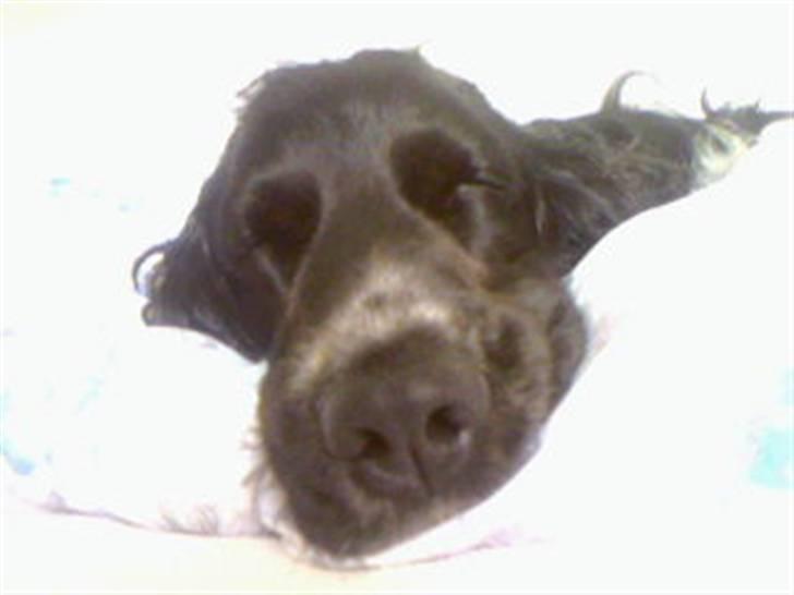 Cocker spaniel Buller [ himmel hund ] <3 - Her sover jeg . [: billede 12