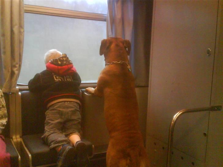 Amerikansk staffordshire terrier Django - smut bare jeg holder øje med lille mand billede 3