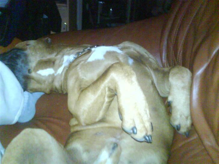 Amerikansk staffordshire terrier Django - sofaen er min billede 4