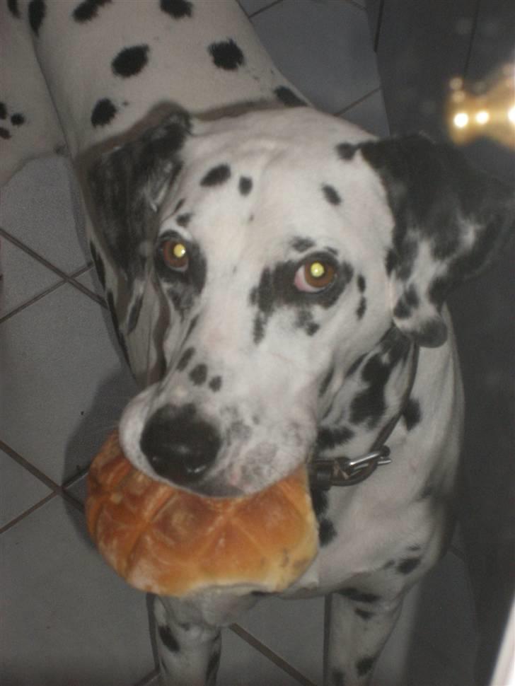 Dalmatiner Perle R.I.P. - Perle kunne ikk bidde bollen i stykker fordi den var for hård, så hun står og tigger for at komme ud og grave den ned ;D billede 20