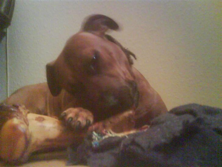 Amerikansk staffordshire terrier Django - ja mor. nu skal du vist finde dig en ny fyr igen billede 5