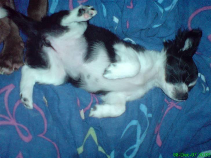 Chihuahua Chanel - se hvor nuttede hun ser ud <3 billede 4