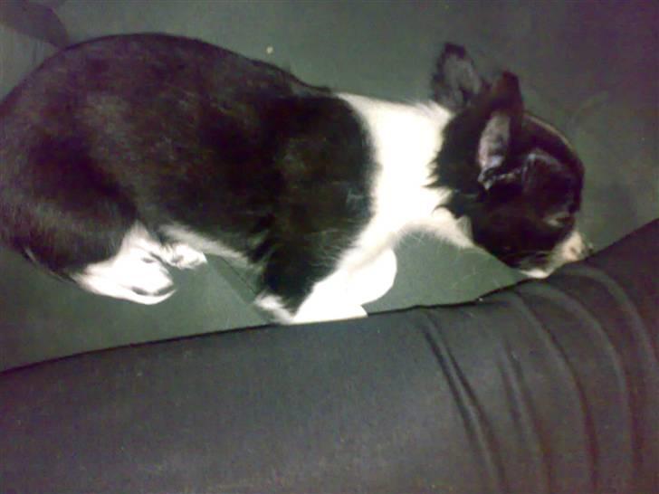 Chihuahua Chanel - her ligger princessen og sover <3 billede 5