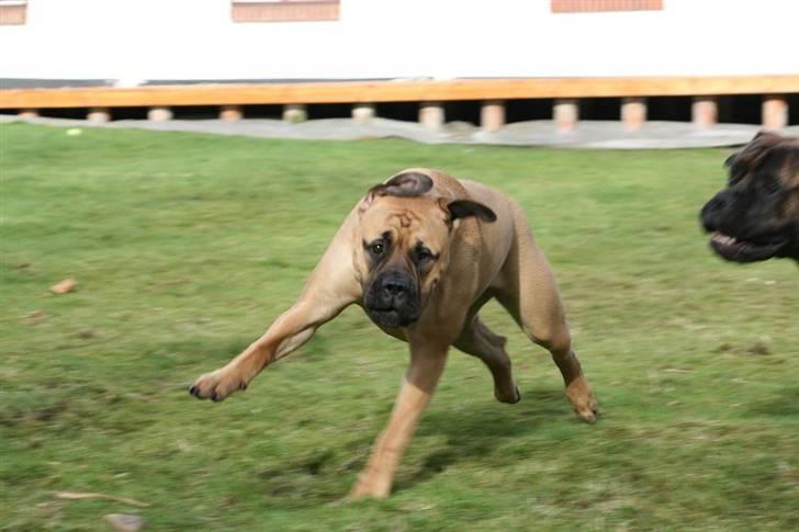 Bullmastiff Luna V.D. Mija Dora R.I.P - Jam så skynd dig da at ta det billede, jeg har jo travlt.....G... billede 8