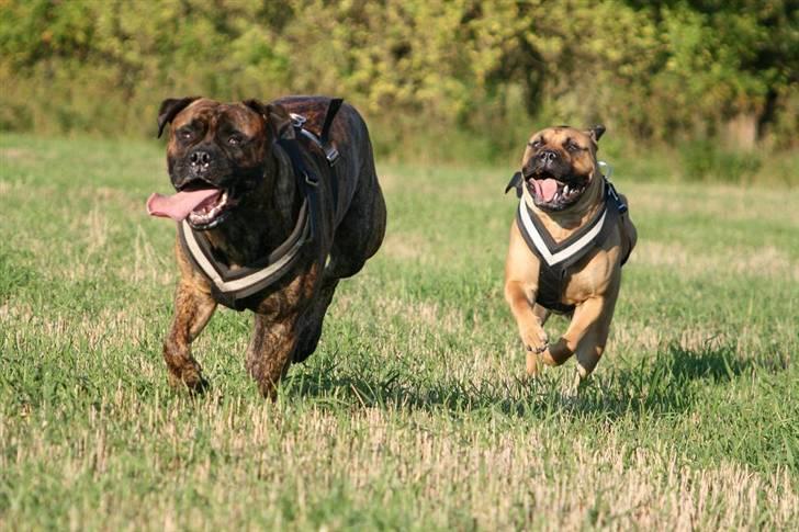 Bullmastiff Luna V.D. Mija Dora R.I.P - Ja moar..... vi kommer........madddddddd billede 9