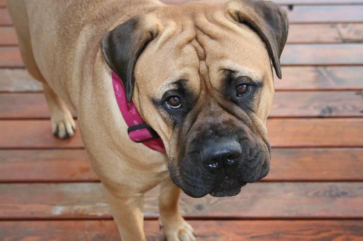 Bullmastiff Luna V.D. Mija Dora R.I.P - Her er det THE LOOK!    (det er så resultatet af et nej ) billede 10