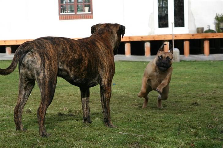 Bullmastiff Luna V.D. Mija Dora R.I.P - wrrrrararararra Rocco nu kommer jeg og trumler dig......G.... billede 11
