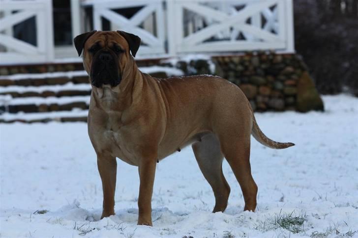 Bullmastiff Luna V.D. Mija Dora R.I.P - Luna d. 9 febuar billede 12