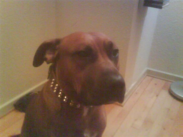 Amerikansk staffordshire terrier Django - det var ikke mig der gjorde det. billede 6