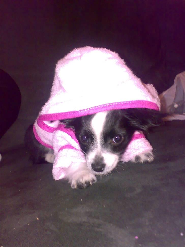 Chihuahua Chanel billede 6