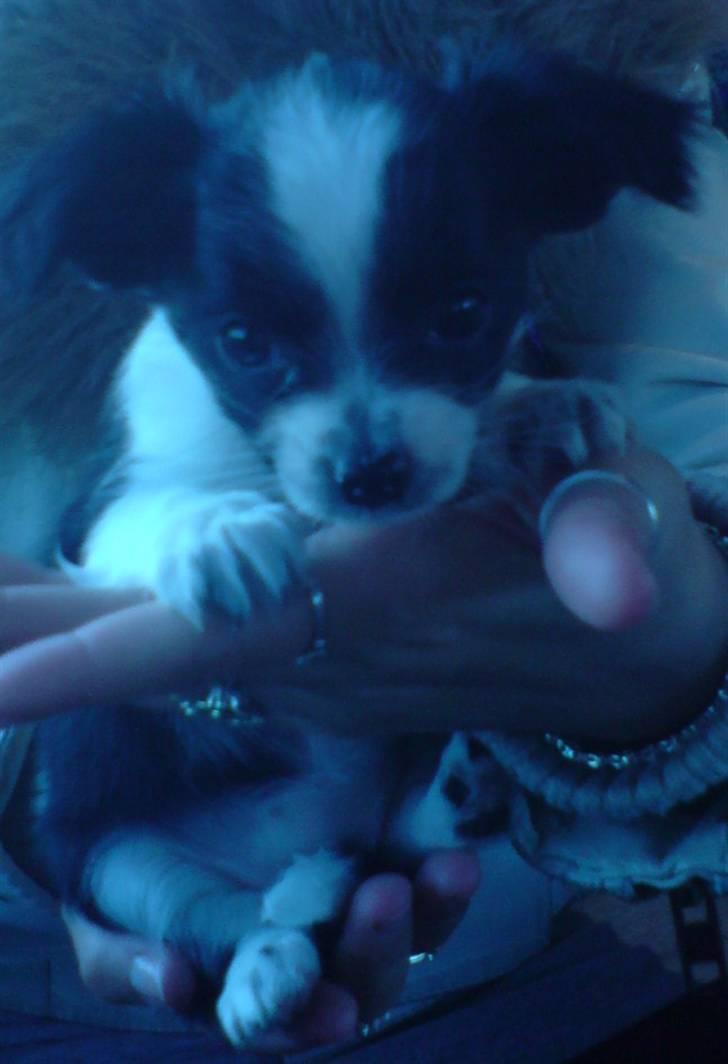 Chihuahua Chanel - det var så den dag vi hentede hende :D <33 billede 7
