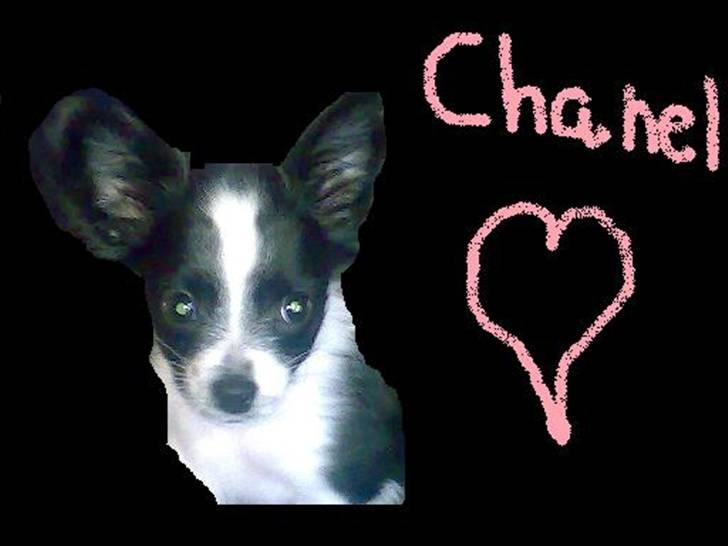 Chihuahua Chanel - Chanel <3 billede 8