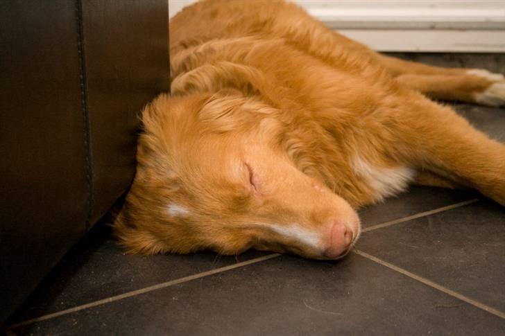 Nova scotia duck tolling retriever Diesel - Åhhh, man kan godt blive træt når det er nytårsaften og man har gæster.. billede 11