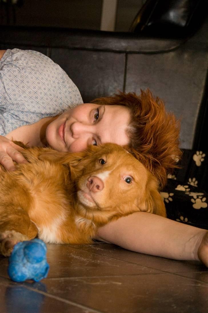 Nova scotia duck tolling retriever Diesel - Diesel og mor hygger.. billede 12