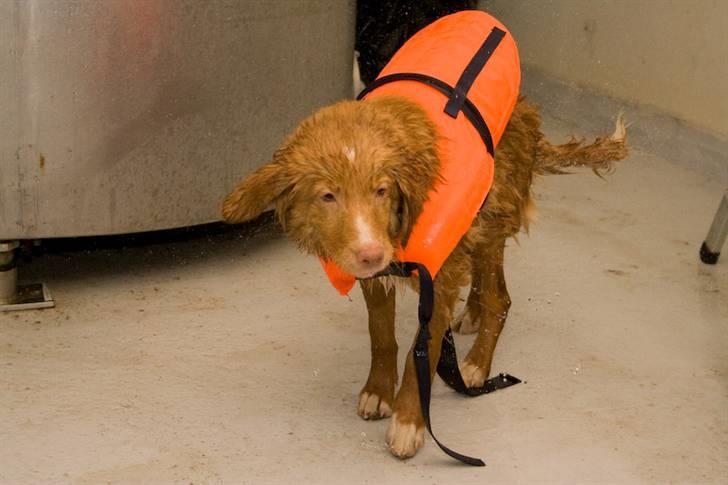 Nova scotia duck tolling retriever Diesel - Sådan ser en lille fis ud når han har været i svømmehallen for første gang.. billede 13