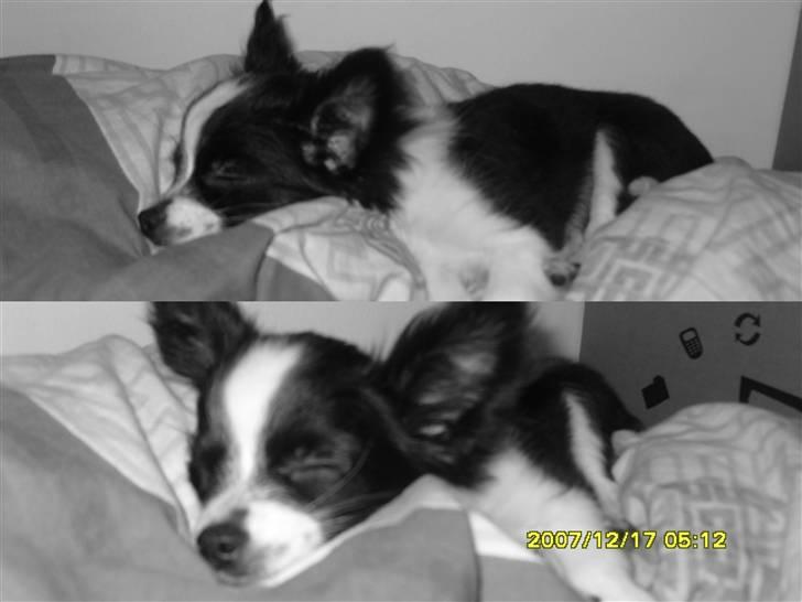 Chihuahua Chanel - så tager mor billeder a mig mens jeg ligger og sover :-O <33 billede 9