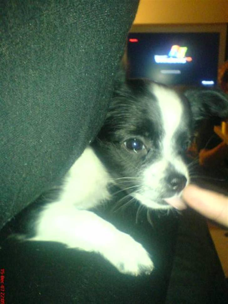Chihuahua Chanel - så slikker hun lidt på fingre :) <3 billede 10