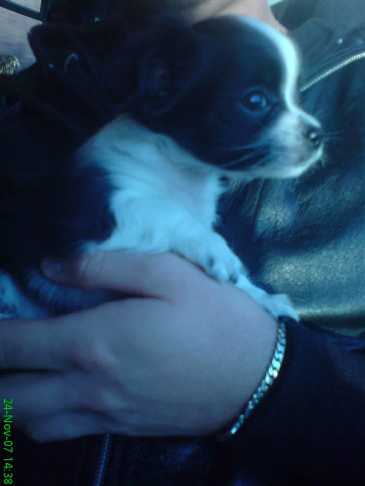 Chihuahua Chanel - Det var så den dag vi var ude og hente hende (dejlig dag) :D <3 billede 11