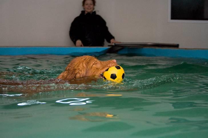 Nova scotia duck tolling retriever Gizmo - Gizmo i svømmehal billede 13