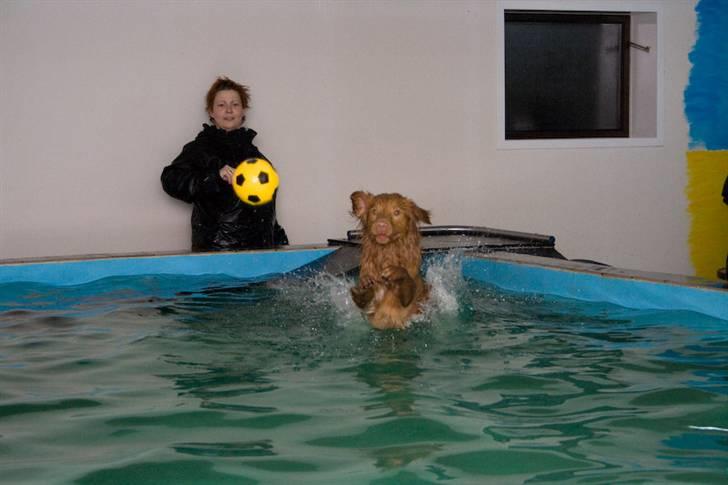 Nova scotia duck tolling retriever Gizmo billede 14