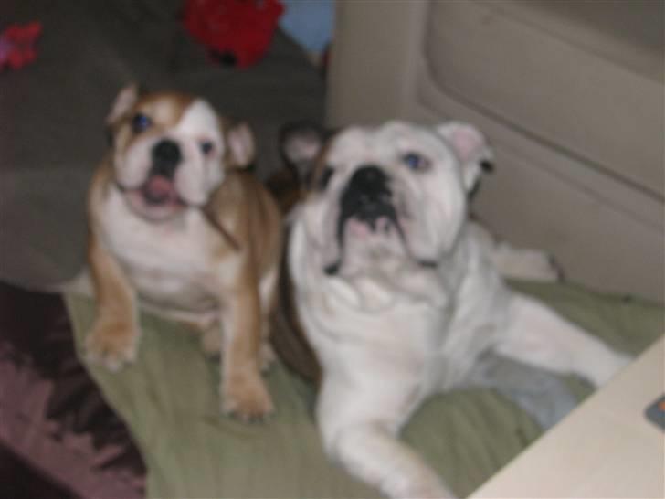 Engelsk bulldog Albert  - bedsteste venner  billede 1