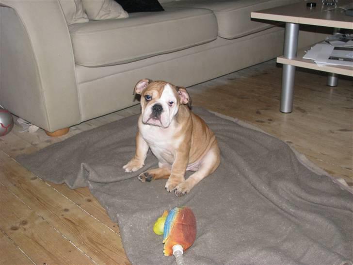 Engelsk bulldog Albert  - cheese billede 2