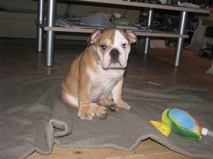 Engelsk bulldog Albert  - Er jeg ikke bare sød ? billede 3