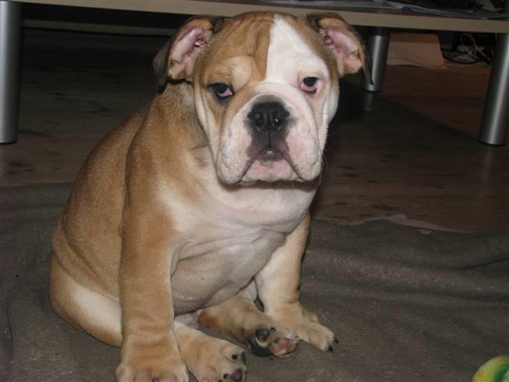 Engelsk bulldog Albert  - sidder bare lige her og hænger ud  billede 4