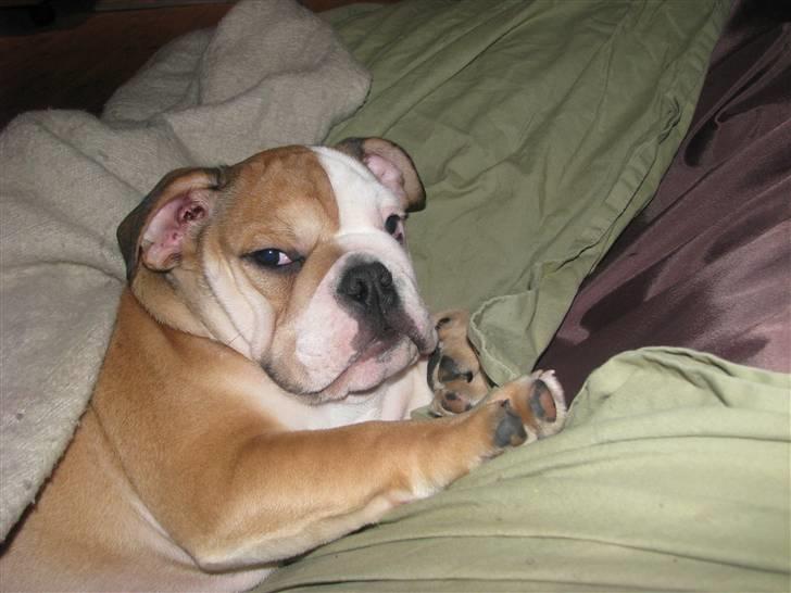 Engelsk bulldog Albert  - nej ikke nu mor - er lige vågnet  billede 5