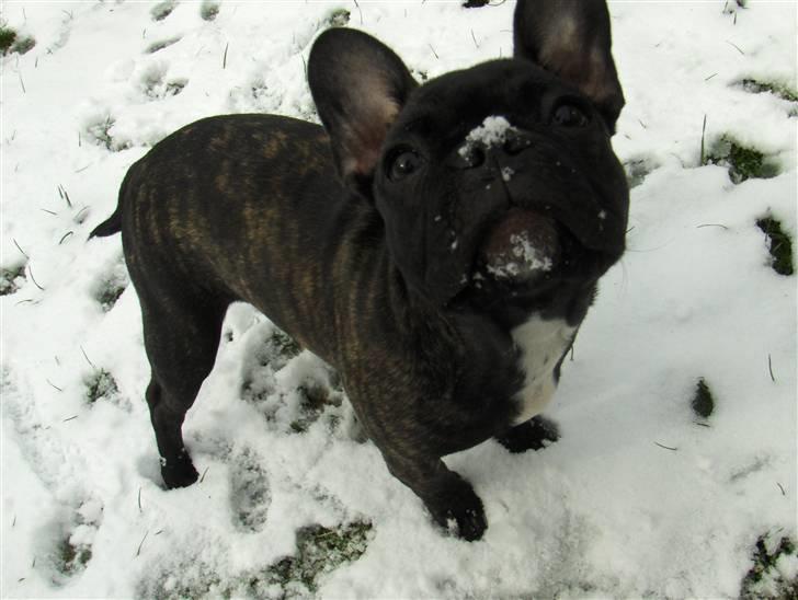 Fransk bulldog Molly - Sneeee billede 5