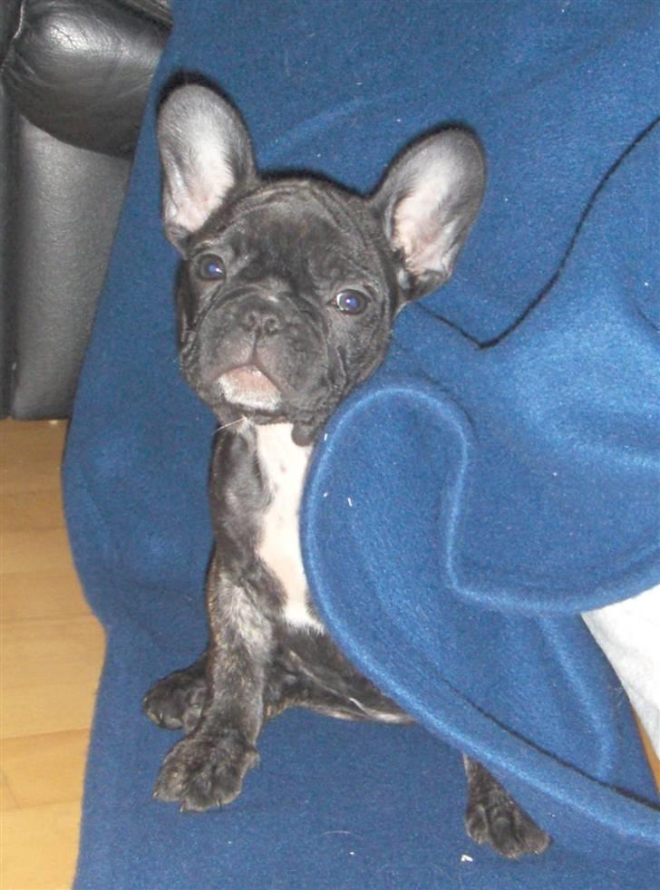Fransk bulldog Molly - 9 uger billede 6