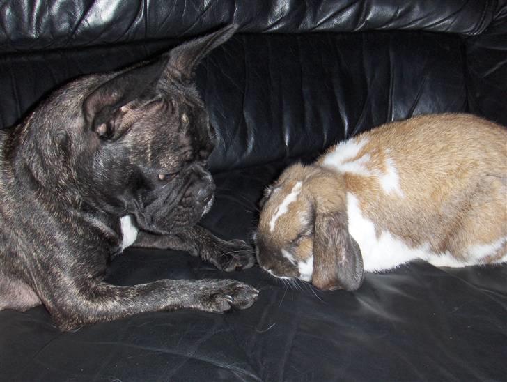 Fransk bulldog Molly - Konrad og Molly snakker... billede 7