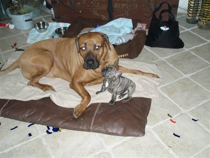 Fransk bulldog A La Coccios Rino (Eddy) - Her driller jeg min gode ven Hannibal billede 8