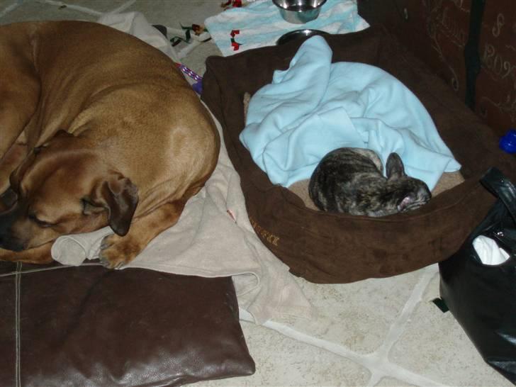 Fransk bulldog A La Coccios Rino (Eddy) - Z Z Z Z. Det var en lang hård nytårsaften billede 9