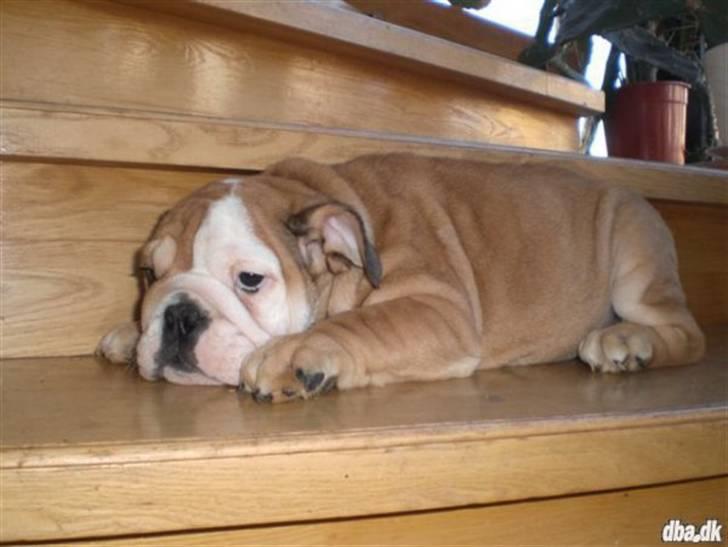 Engelsk bulldog Albert  - Nej hvor er jeg sløv her  billede 6