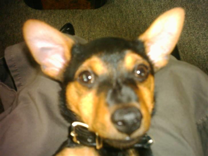 Dvaergpinscher louie billede 1