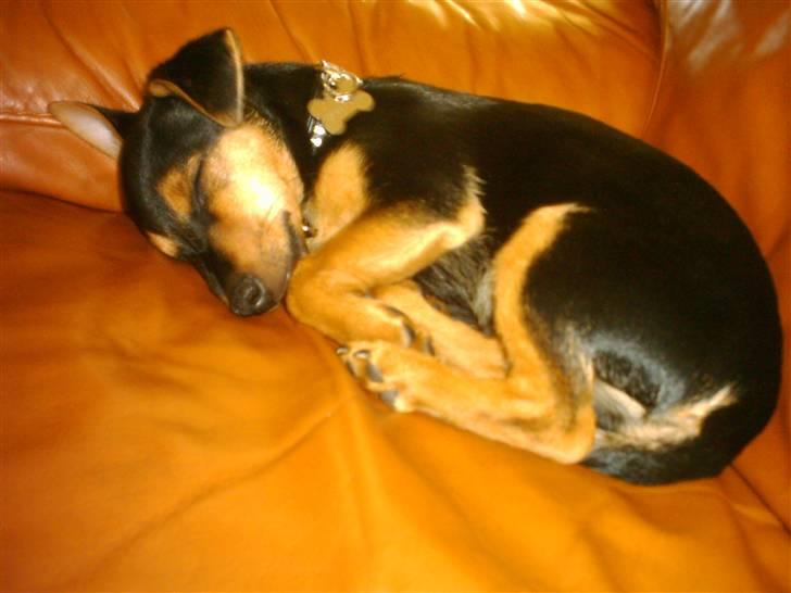 Dvaergpinscher louie billede 2