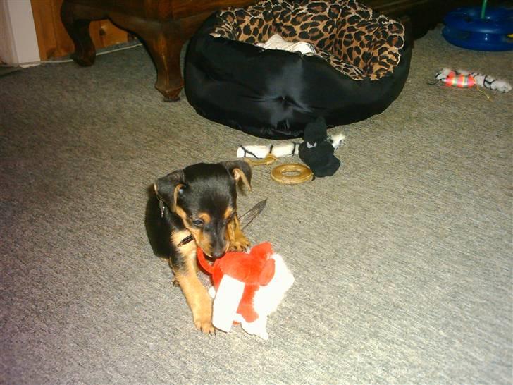 Dvaergpinscher louie billede 3