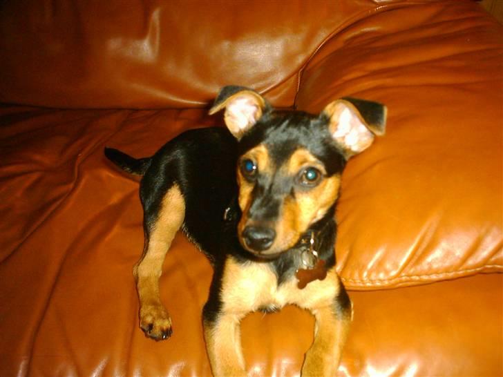 Dvaergpinscher louie billede 4