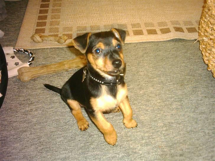 Dvaergpinscher louie billede 5