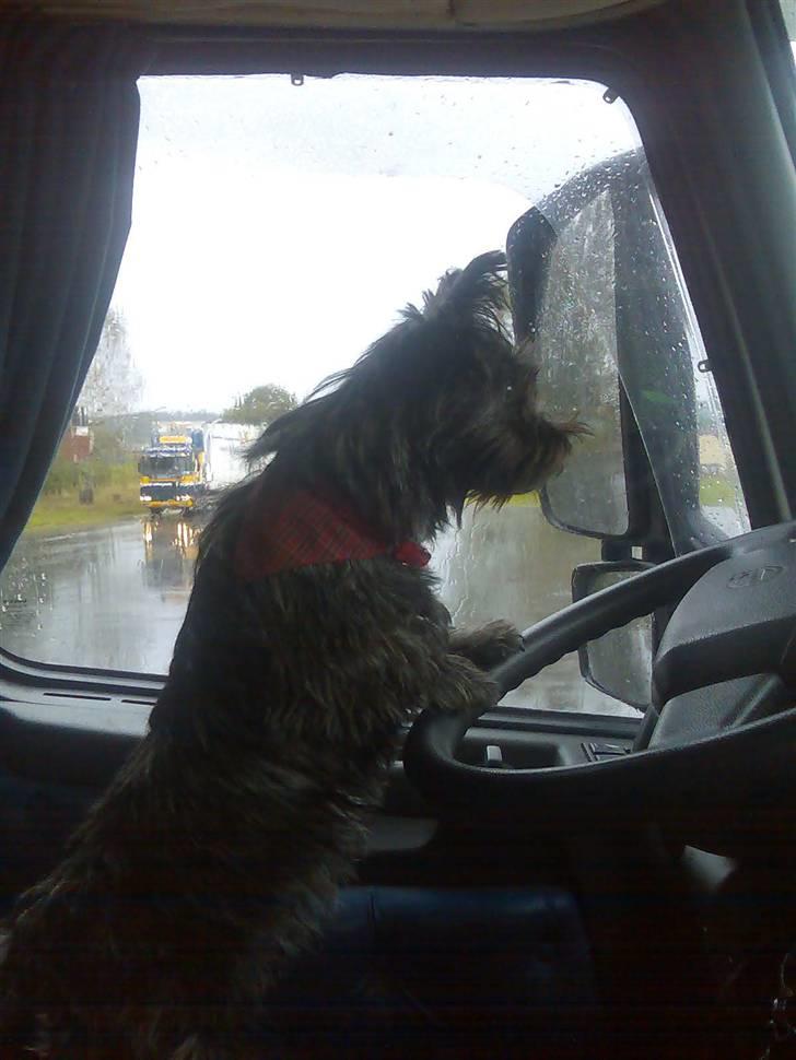 Cairn terrier bella - her styrer jeg ,  billede 1