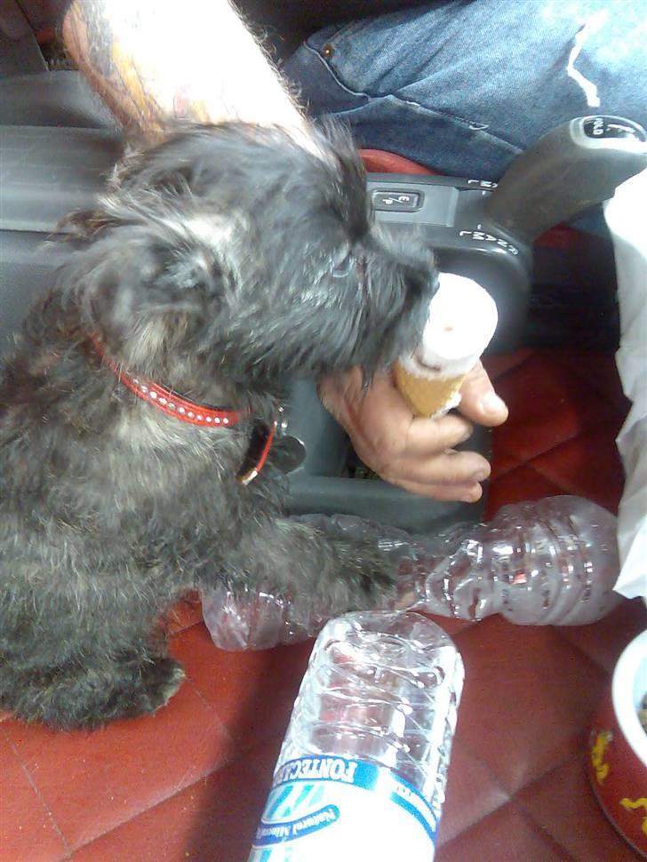 Cairn terrier bella - ælskeeeeeer is uhmmmm billede 2