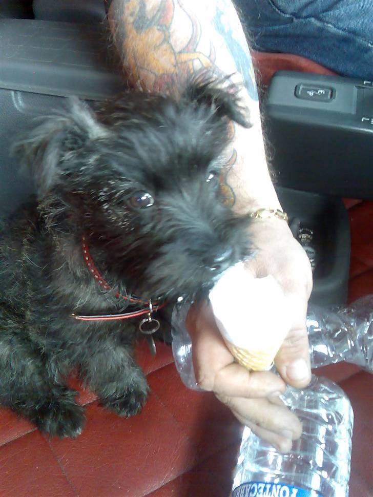 Cairn terrier bella - specielt far´s is  billede 3