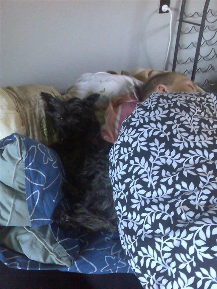 Cairn terrier bella - putter lige med min menneskebror billede 4