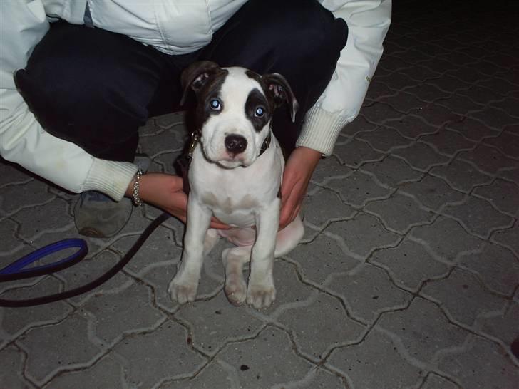 Blanding af racer Munnie billede 1